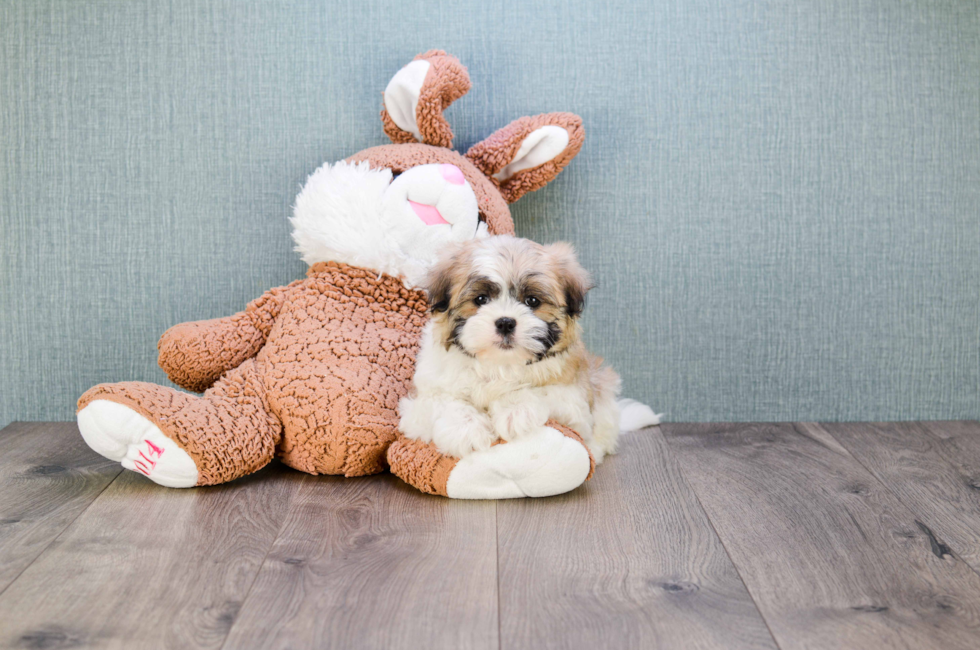 where to buy a teddy bear puppy