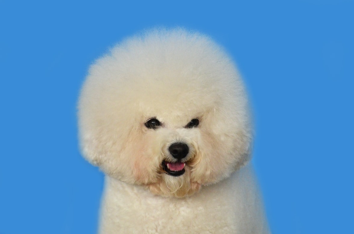 white Poodle dog