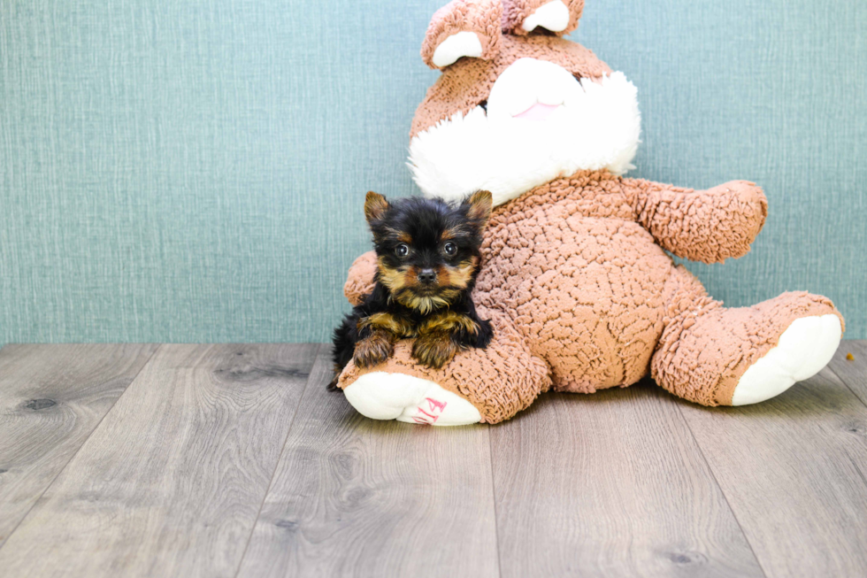 Meet Micro Teacup-Steph - our Yorkshire Terrier Puppy Photo 