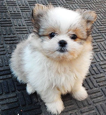 cute shih pom with pointy ears