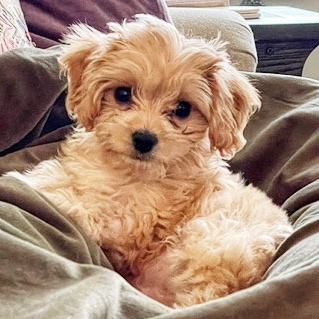 cream Cavachon dog sitting in a dog bed