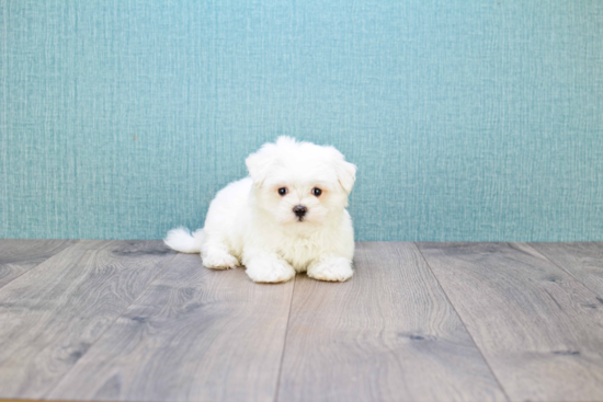 Petite Maltese Purebred Puppy