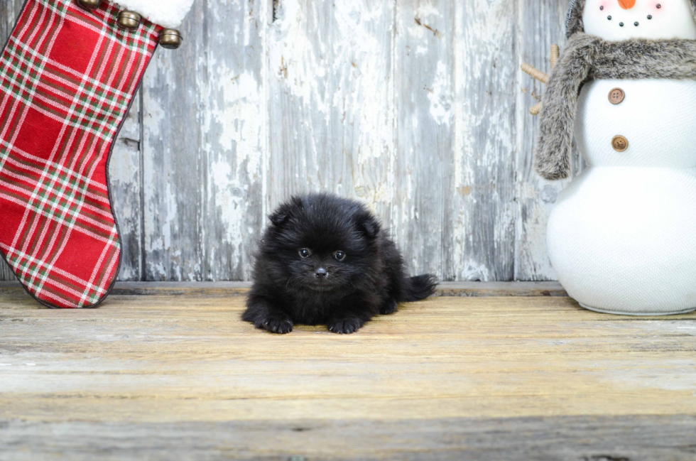 Friendly Pomeranian Baby