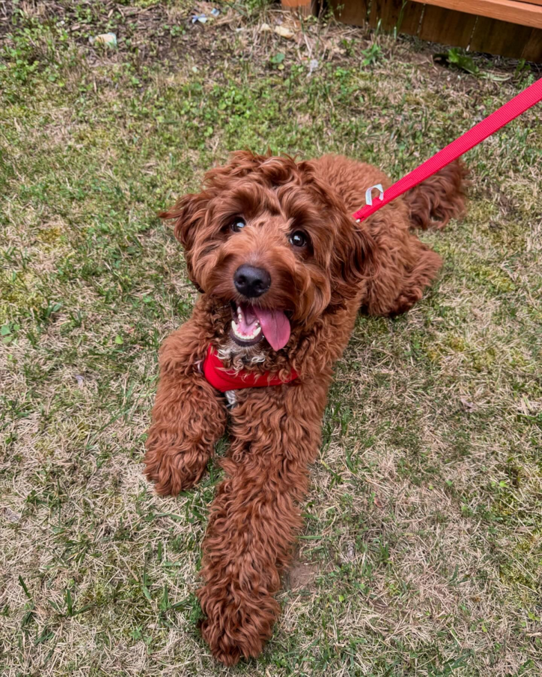 mini goldendoodle puppy wearing a red leash