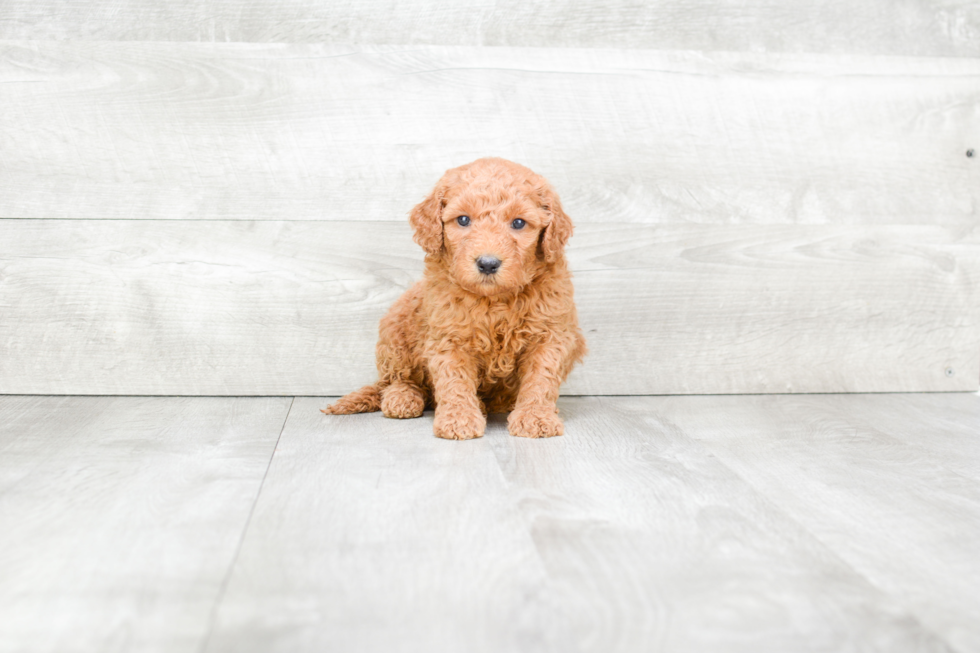 Meet Rubble - our Mini Goldendoodle Puppy Photo 3/3 - Premier Pups