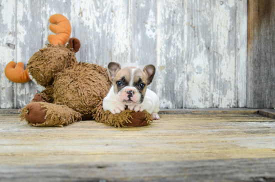 Little French Bulldog Baby