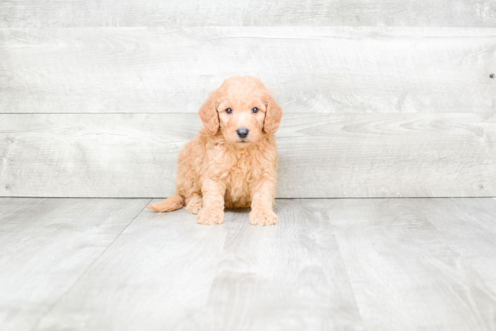 Meet Barkley - our Mini Goldendoodle Puppy Photo 1/3 - Premier Pups