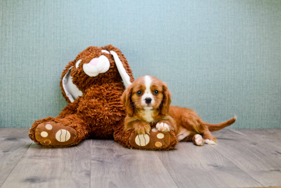 Best Cavalier King Charles Spaniel Baby