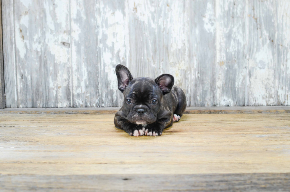 Little French Bulldog Purebred Pup
