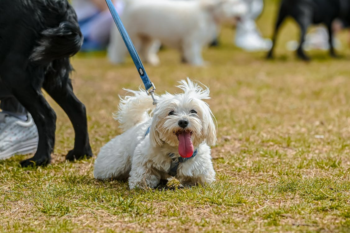 Sociable dog interacting with other dogs representing the social advantages of having a dog