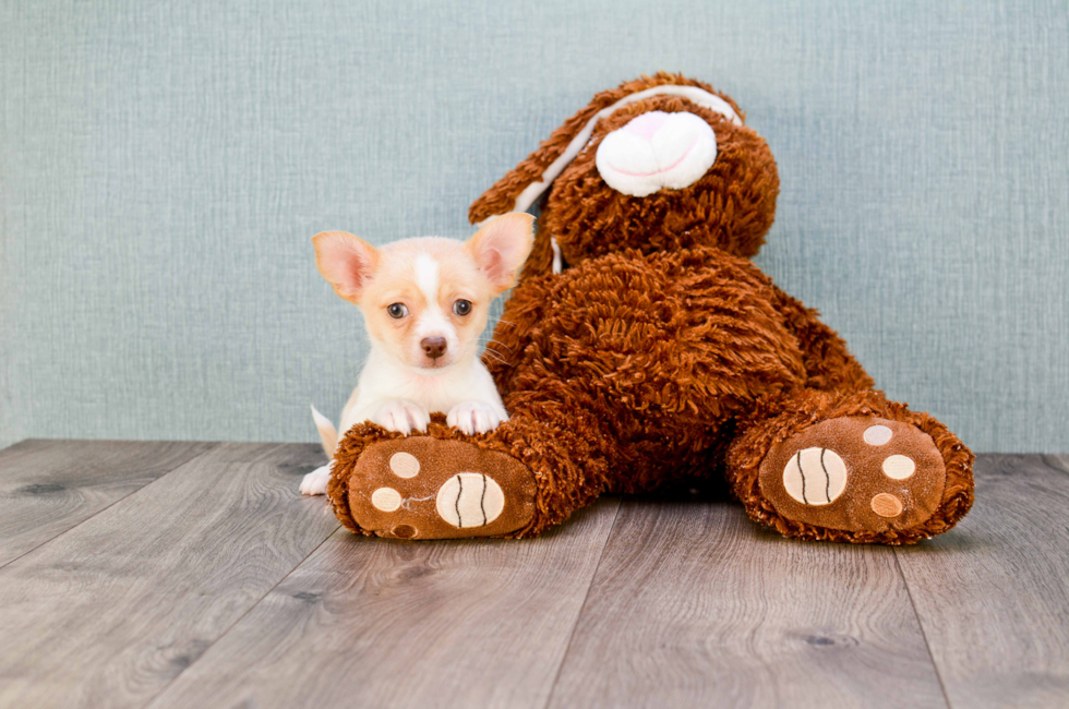 Small breed puppies for sale Teacup Pups for sale in Ohio Premier Pups