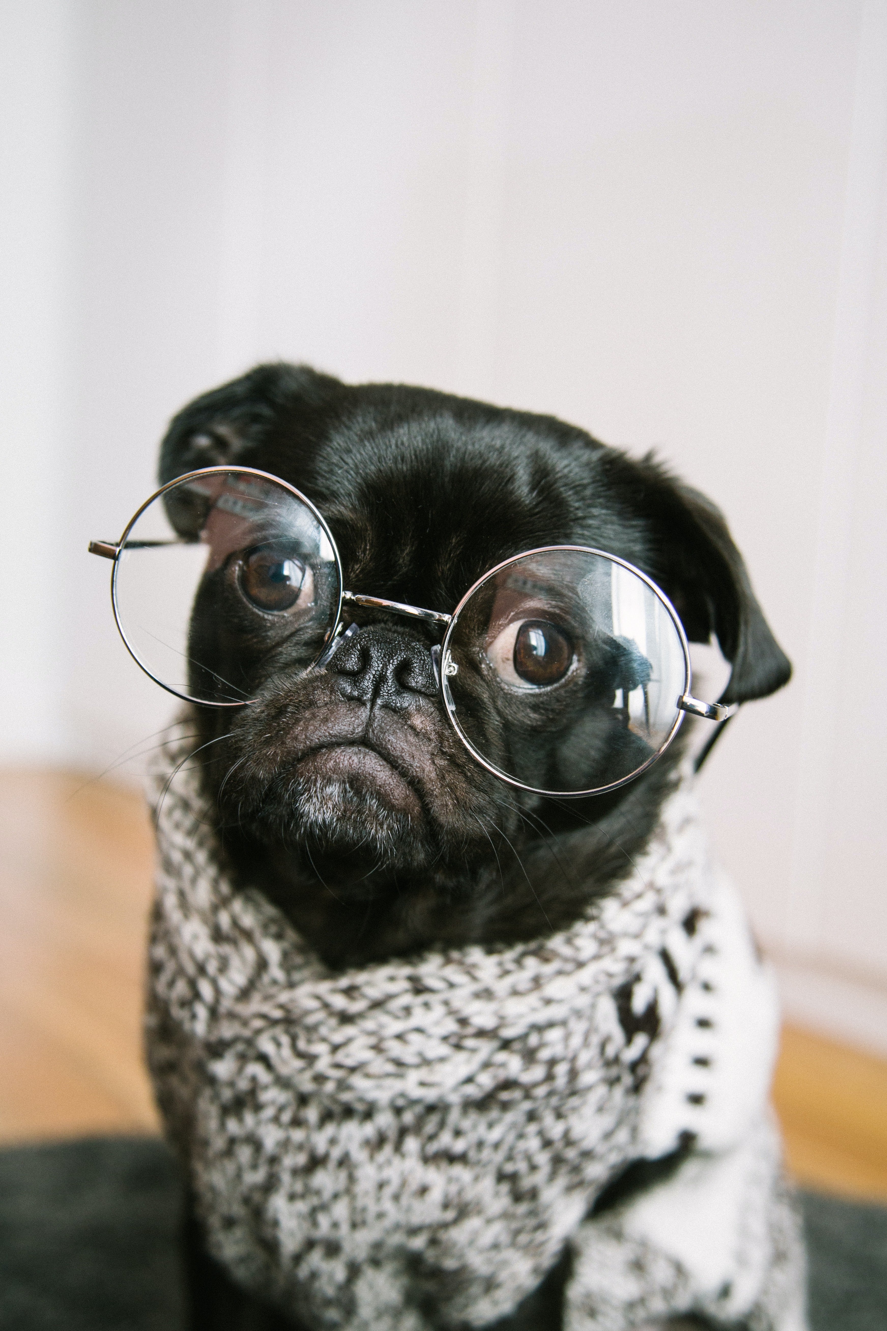 a black pug wearing round glasses