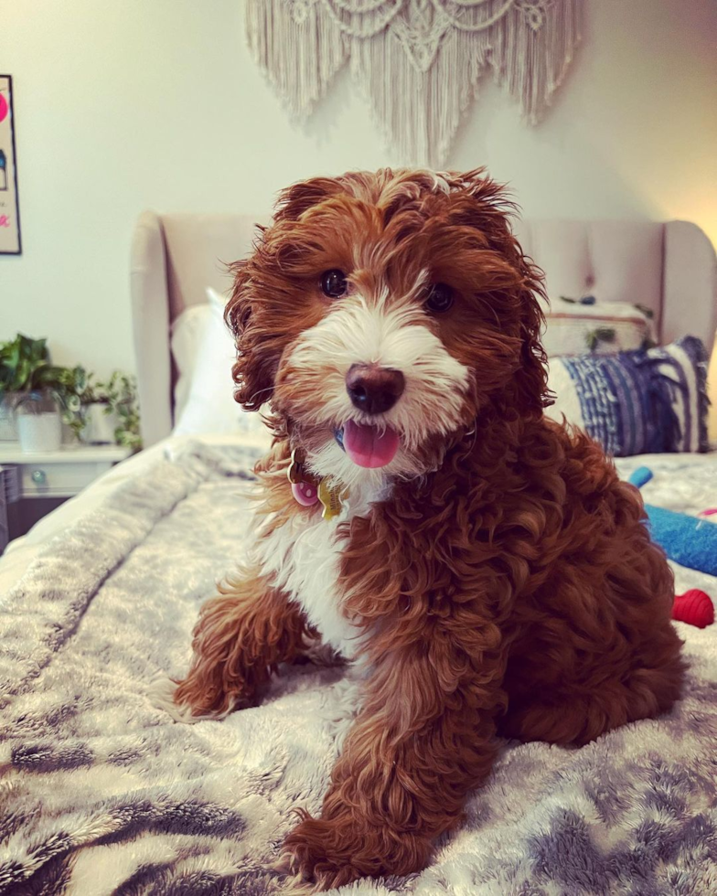dark red mini goldendoodle sitting on a bed. the red dog has a white chest with tuxedo markings