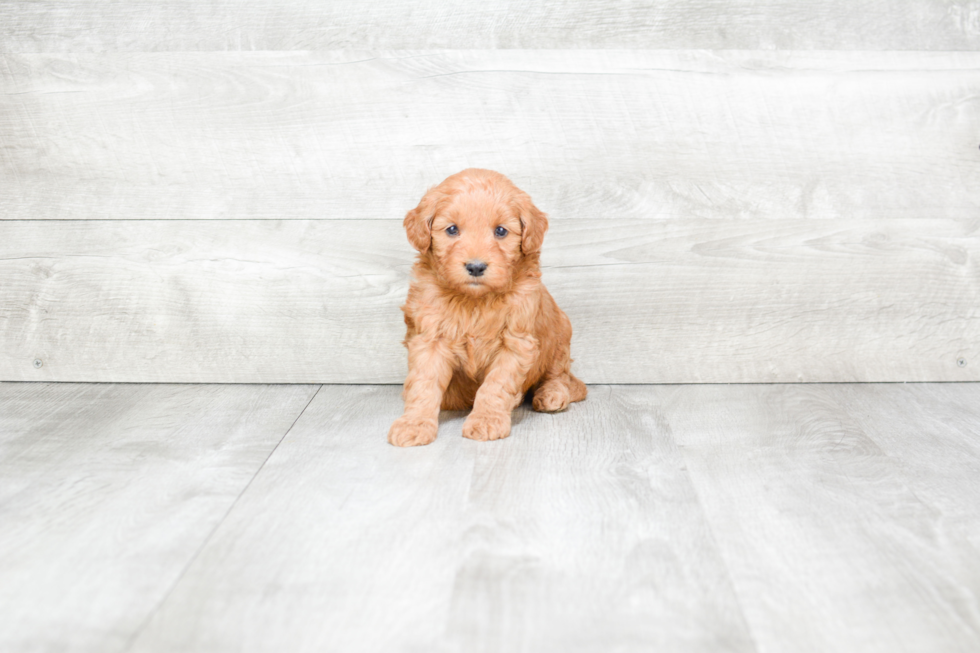 Meet Rosa - our Mini Goldendoodle Puppy Photo 3/3 - Premier Pups