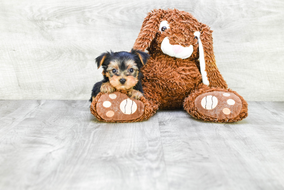 Meet Jeffy - our Yorkshire Terrier Puppy Photo 