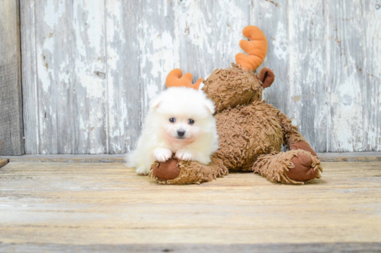 Pomeranian Pup Being Cute