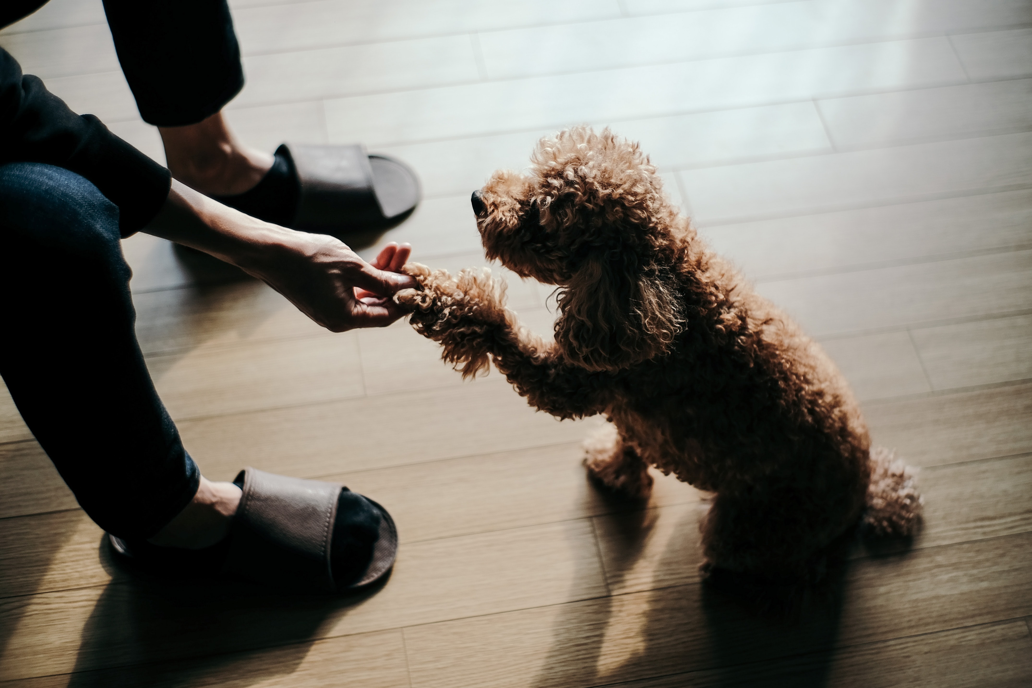 brown poodle doing a dog trick