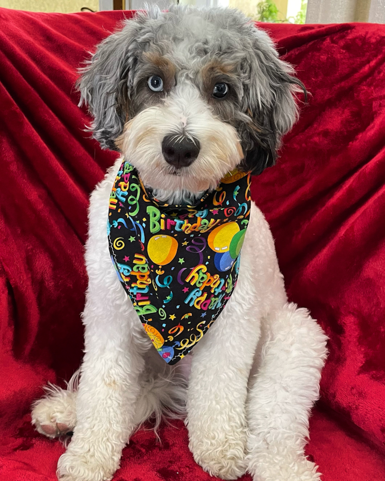 gray and white mini bernedoodle sitting on a red couch - mini bernedoodle blue eyes
