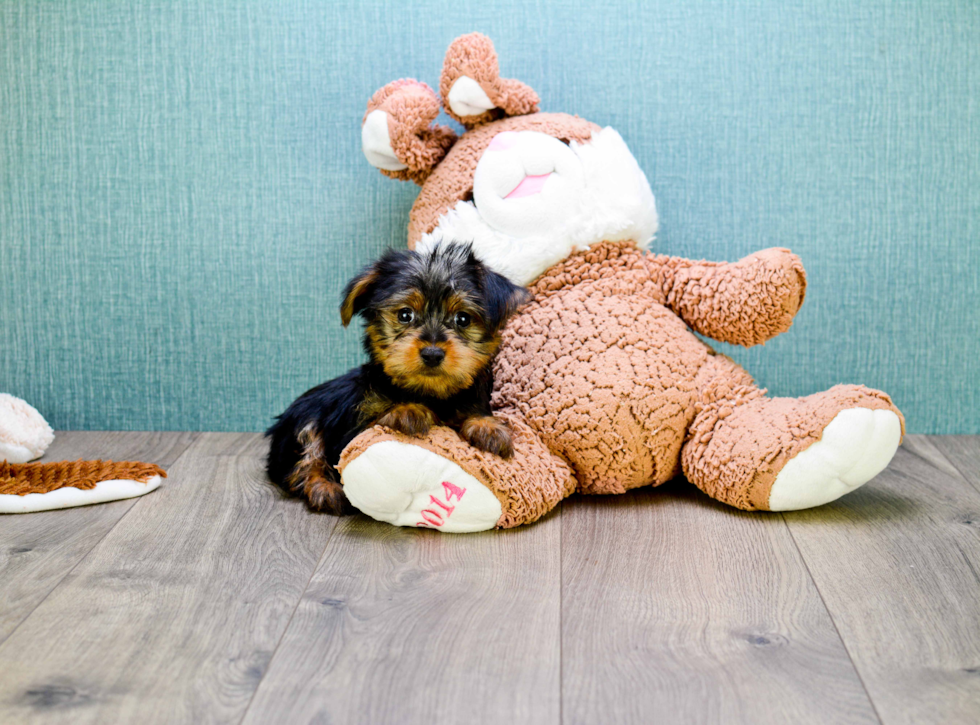 Meet Teacup-Stevo - our Yorkshire Terrier Puppy Photo 