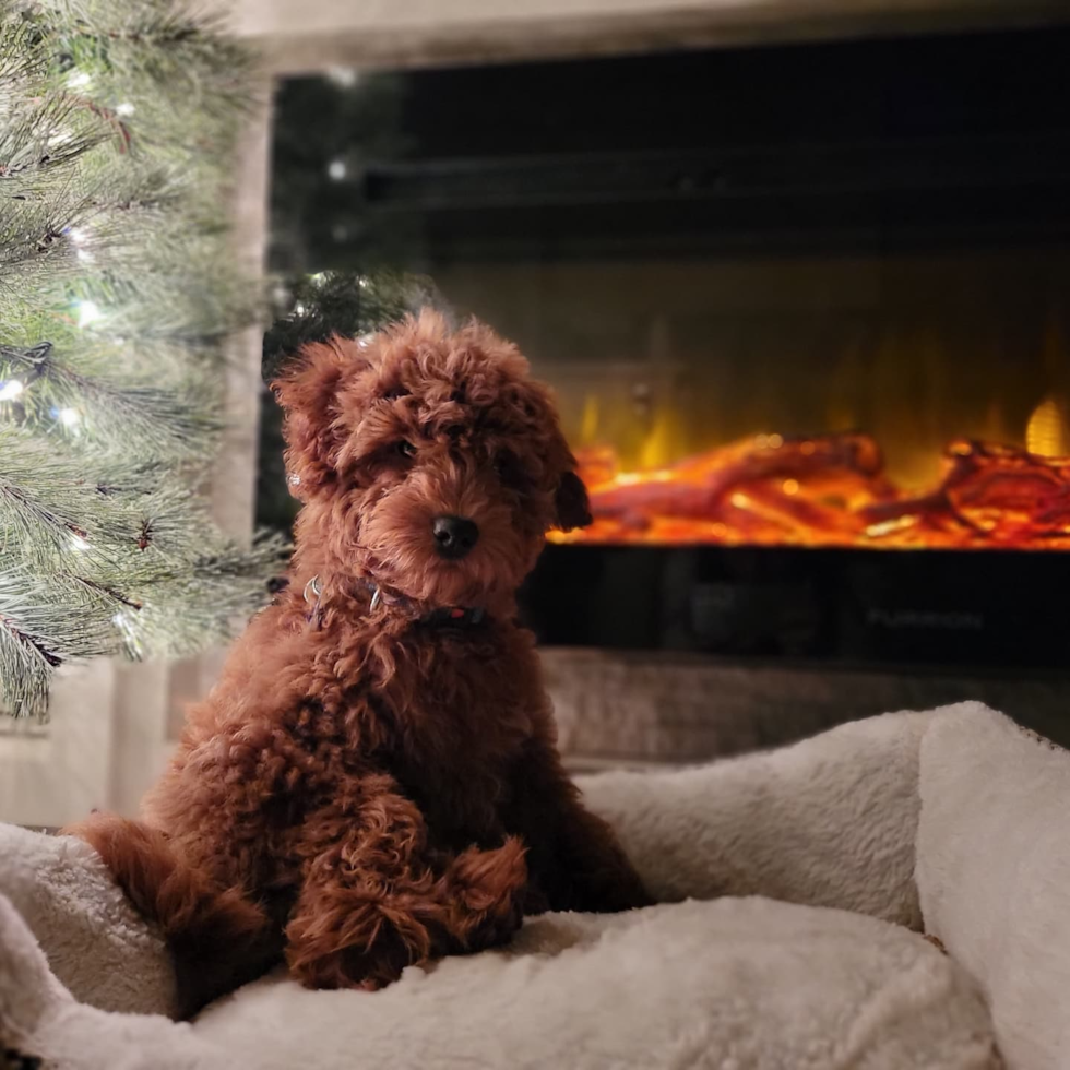 chocolate mini goldendoodle puppy from premier pups. the chocolate puppy is sitting on a couch in front of a fireplace