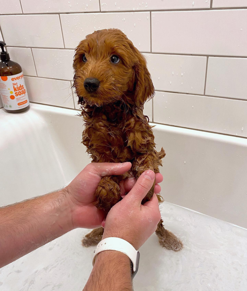 chocolate mini goldendoodle dog at bath time. the dog is being bathed by a person