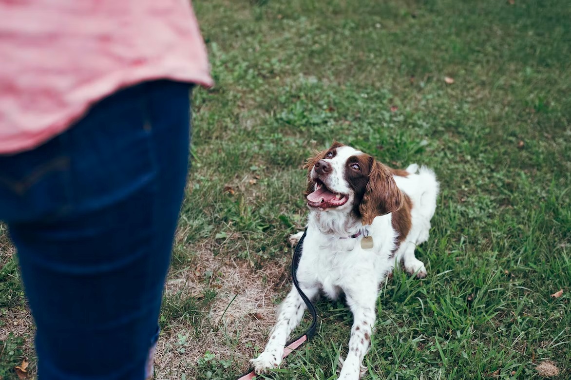 dog trainer using hand signals to communicate with a dog