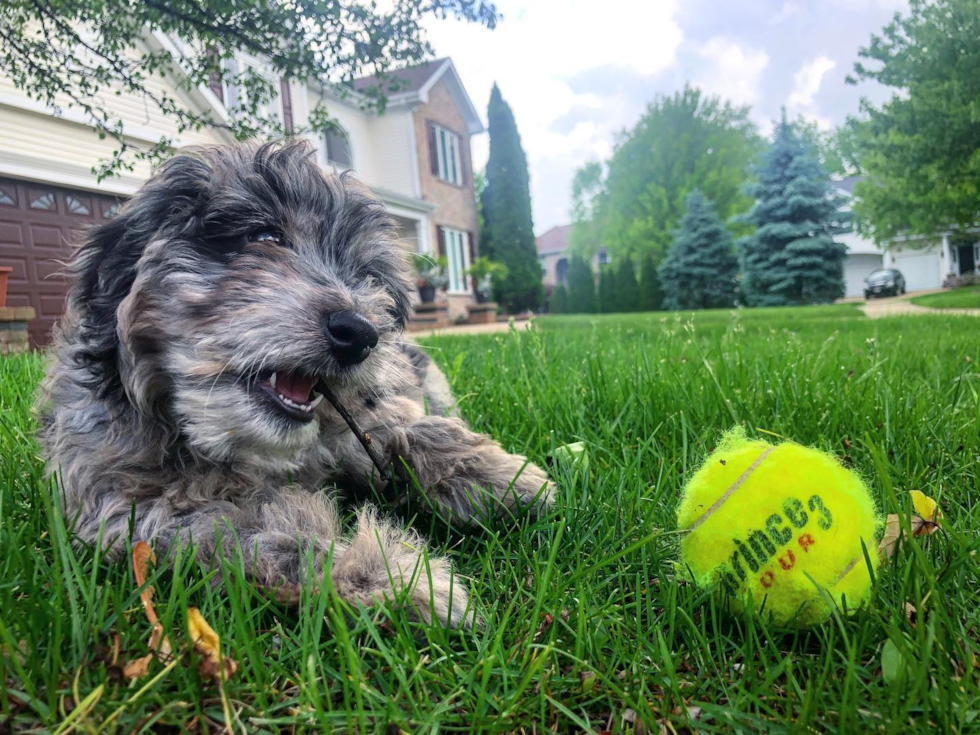 Adventurous Mini Aussiedoodle a blend of Mini Australian Shepherd and Mini Poodle