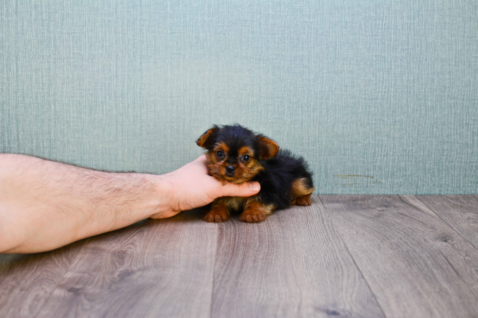 Meet Mikey - our Yorkshire Terrier Puppy Photo 