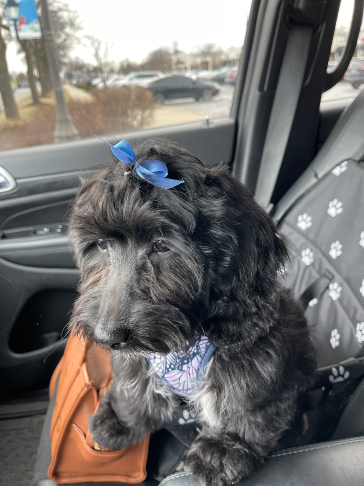 adult mini goldendoodle black sitting in a car. the black goldendoodle has a blue bow on the top of its head