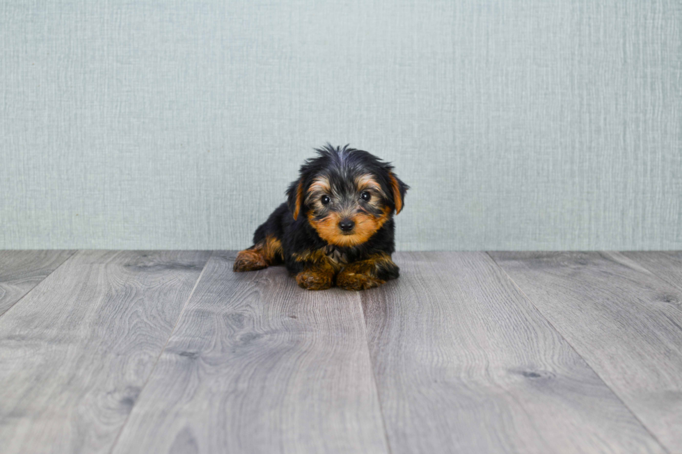 Meet Donny - our Yorkshire Terrier Puppy Photo 