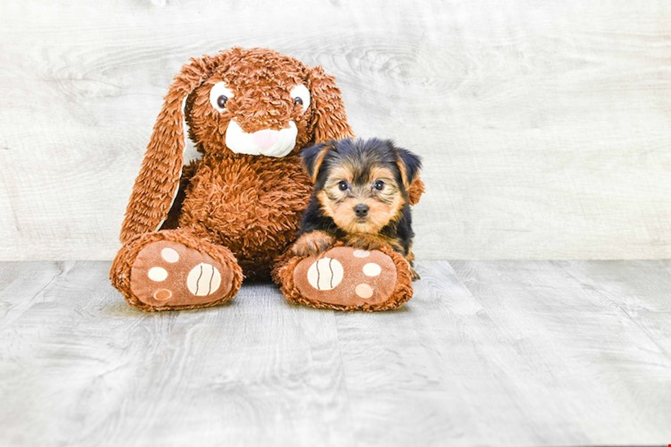 Meet Gloria - our Yorkshire Terrier Puppy Photo 