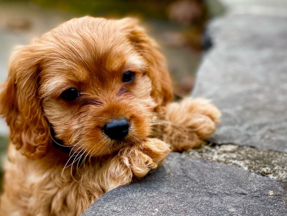 young cavapoo puppy