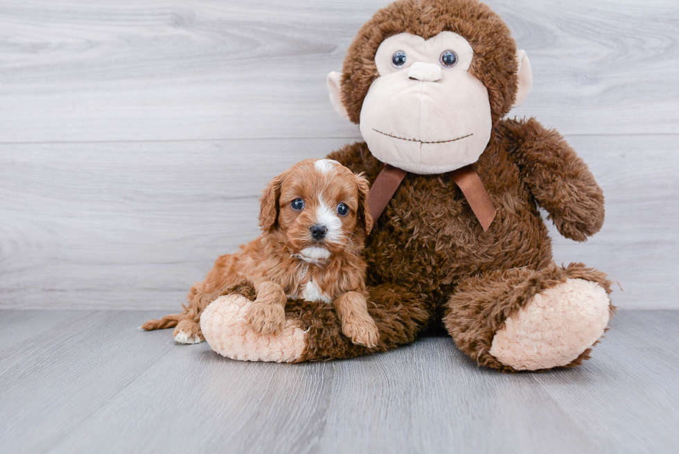 Meet Truly - our Cavapoo Puppy Photo 2/3 - Premier Pups
