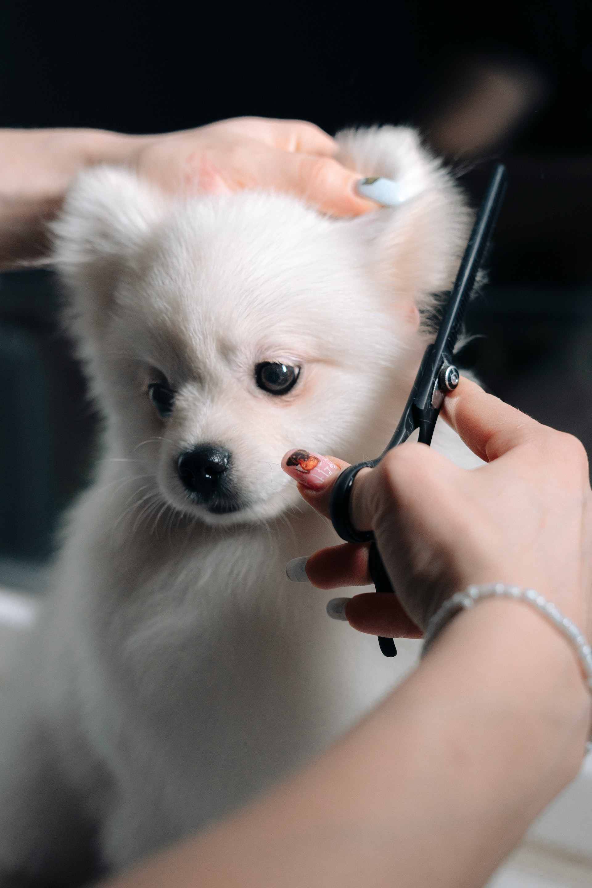 cute Pomeranian getting a haircut