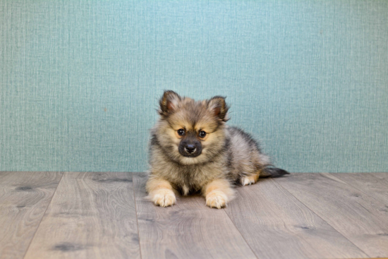 Pomeranian Pup Being Cute