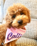 Puppy For Sale Premier Pups Little Golden Retriever Poodle Mix Pup