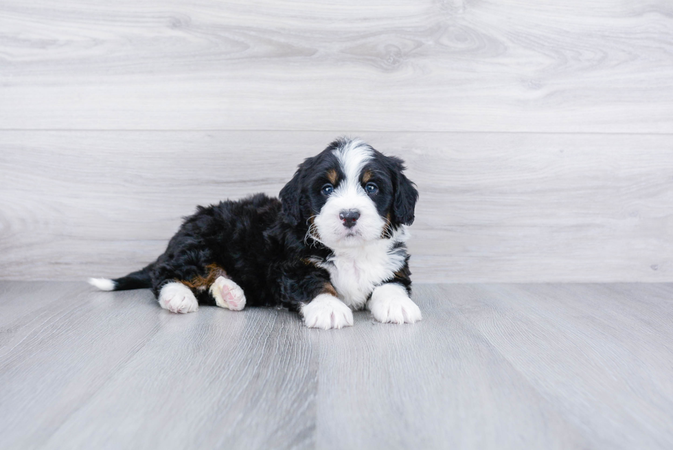 Meet Benjamin - our Mini Bernedoodle Puppy Photo 3/3 - Premier Pups