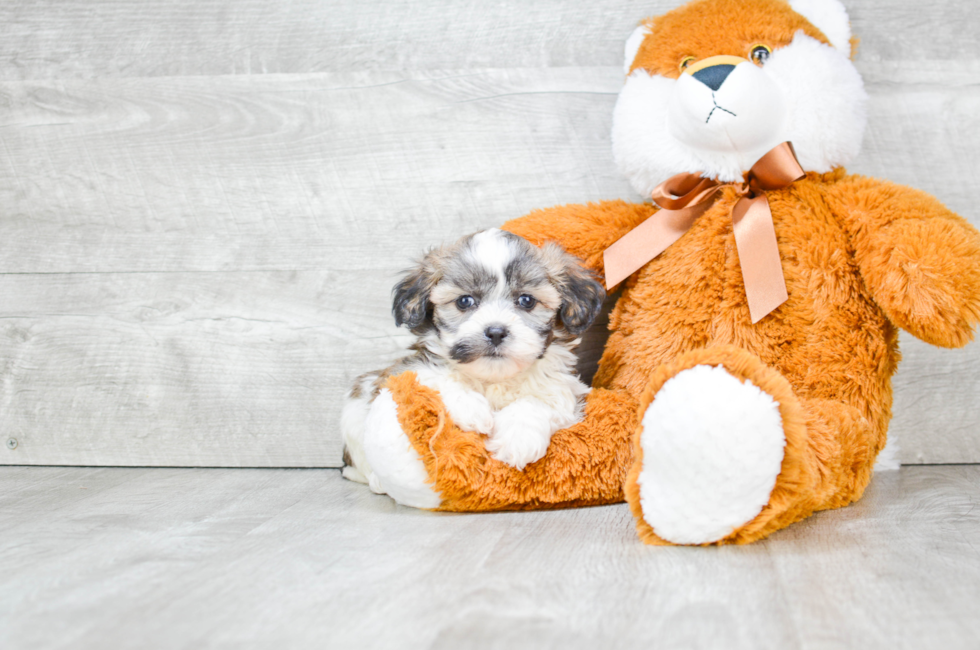 Teddy Bear Puppies for Sale Shichon Puppies