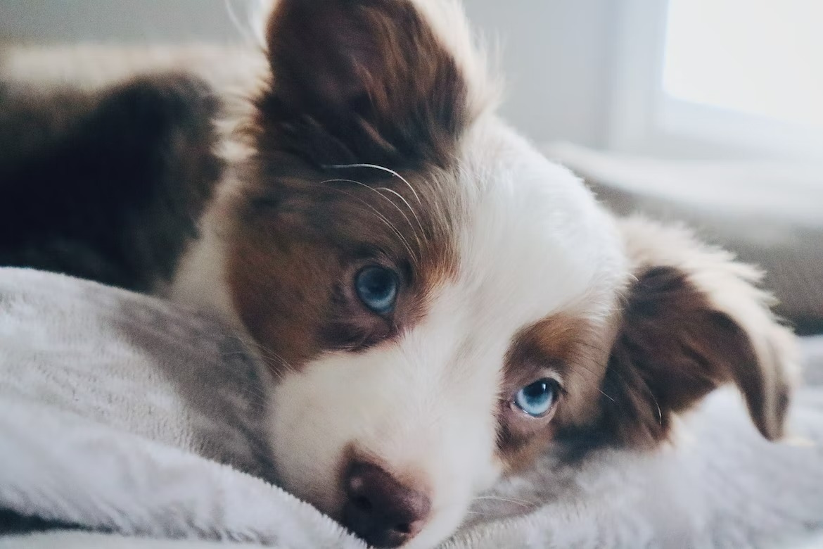 mini Aussie dog with blue eyes