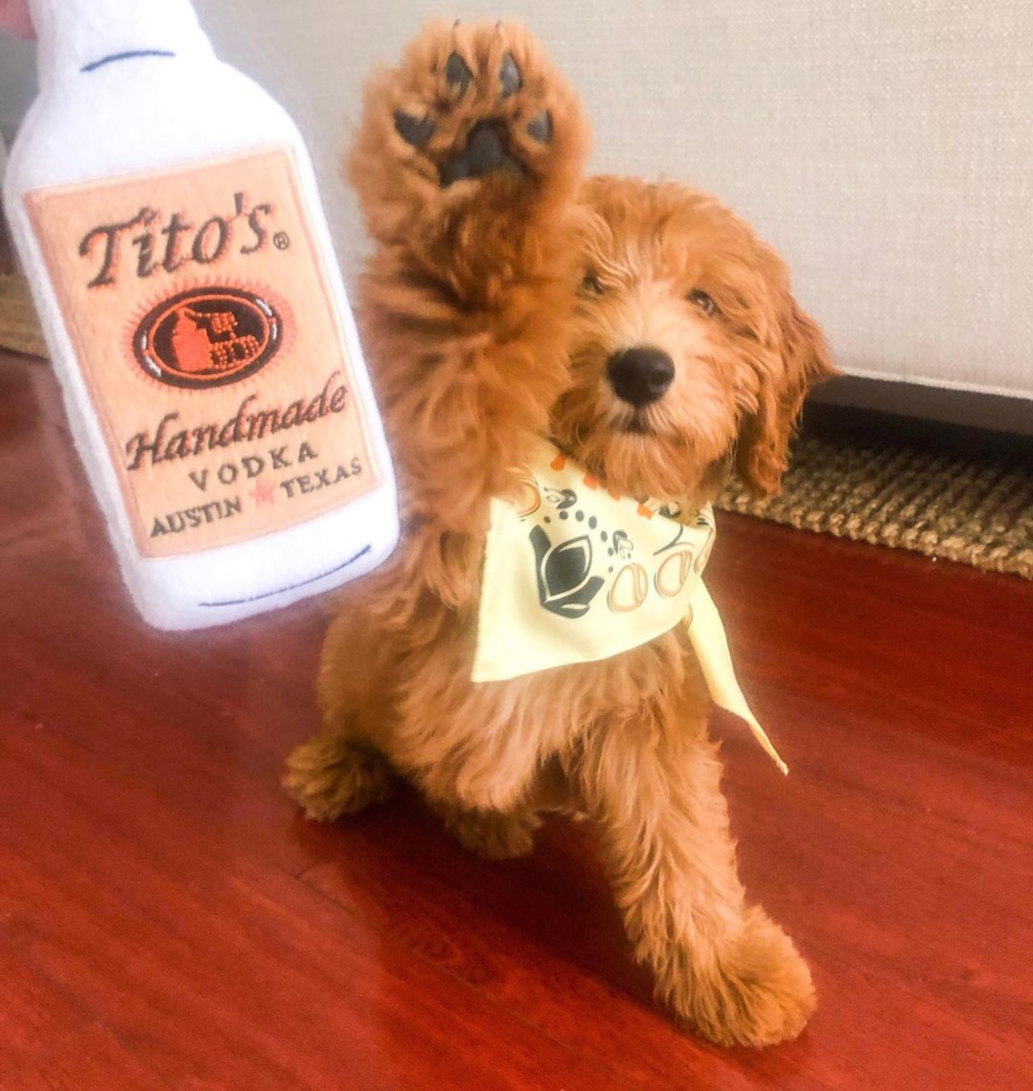 petite mini goldendoodle with its paw in the air reaching for a dog plush toy of a vodka bottle