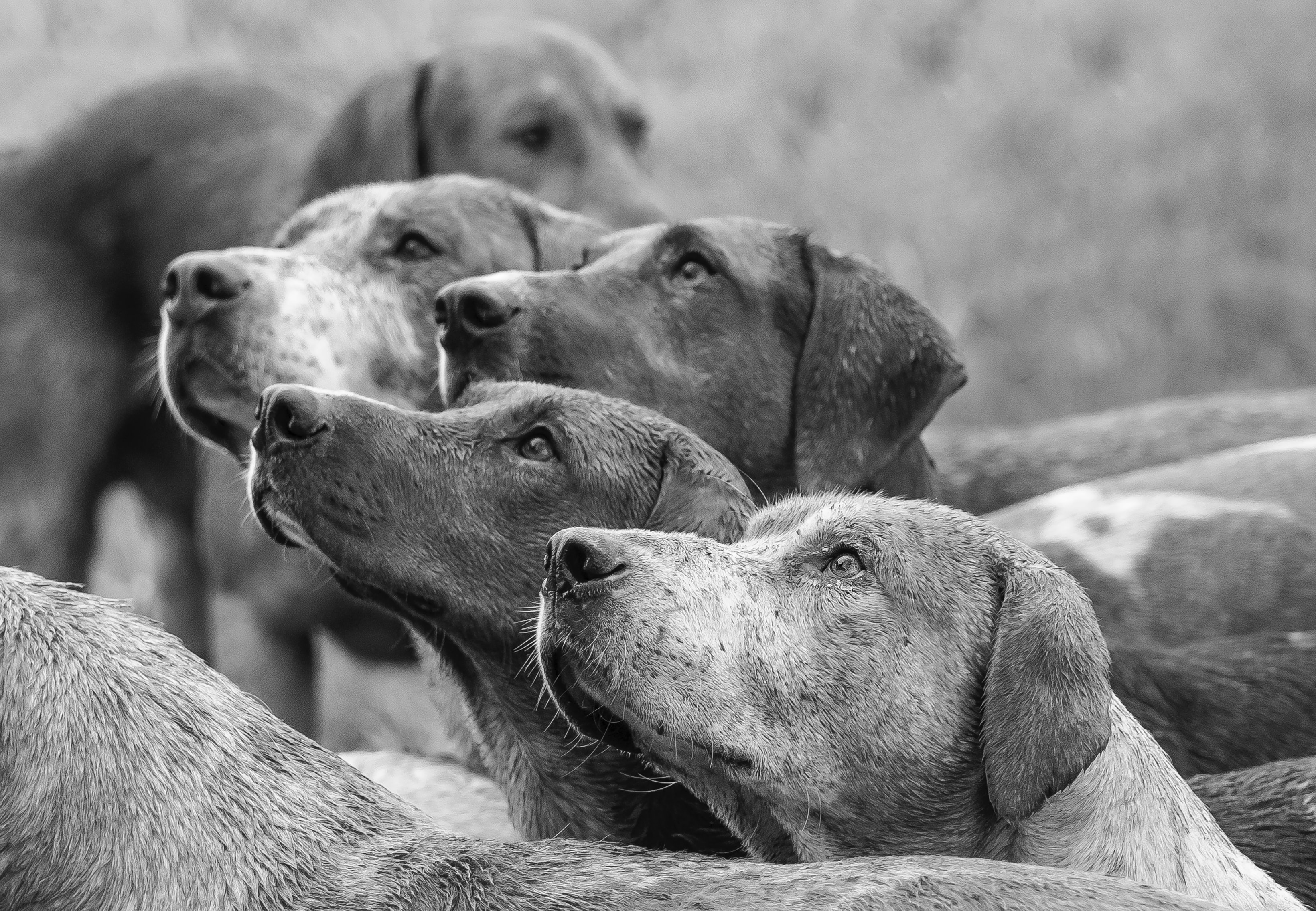 black and white photo of a group of working dogs