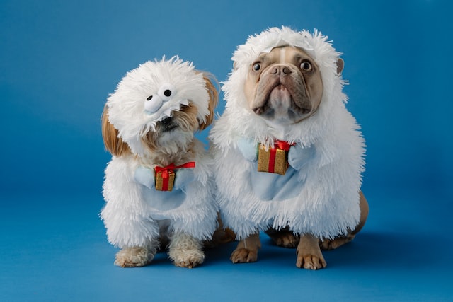 two small dogs wearing fluffy and warm white christmas outfits