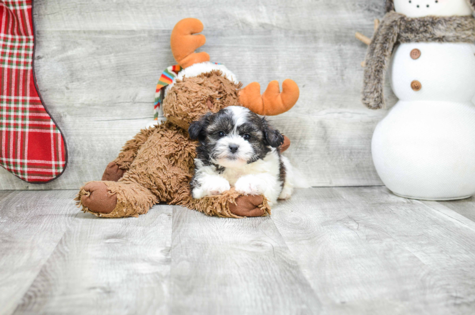 8 week old teddy bear puppies