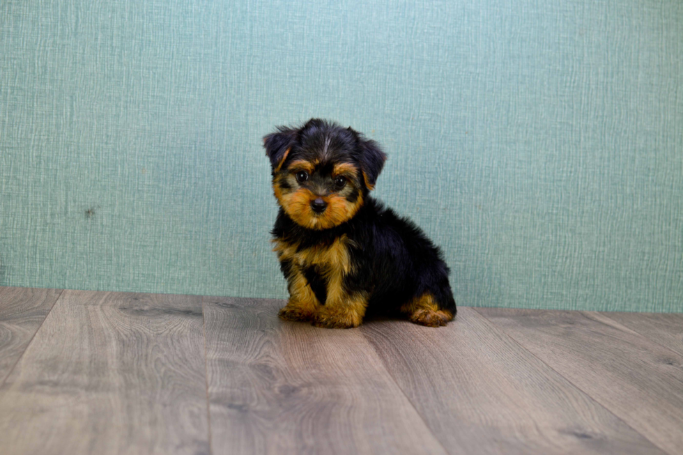 Meet Allen - our Yorkshire Terrier Puppy Photo 