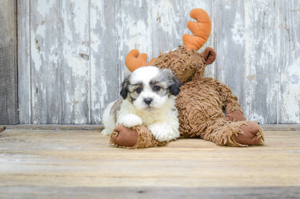 8 week old teddy bear puppies