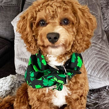 cute cockapoo adult dog wearing a green and black dog scarf