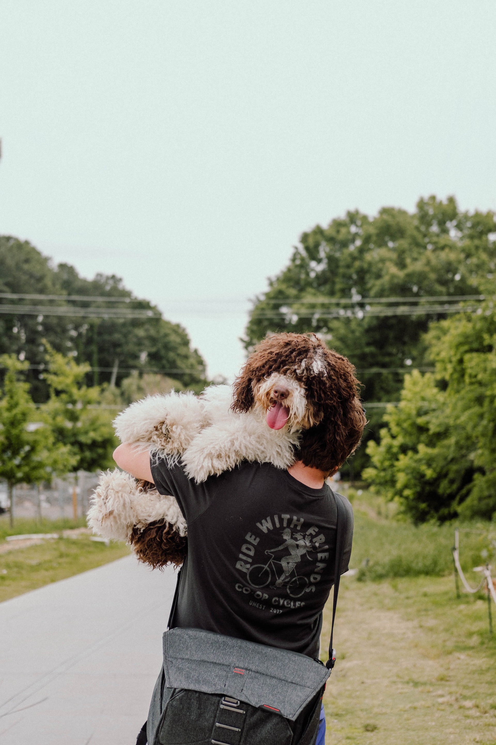 f2 mini bernedoodle being carried by a person