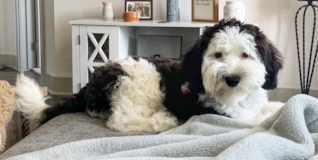 Puppy For Sale Premier Pups Mini Sheepadoodle Being Cute