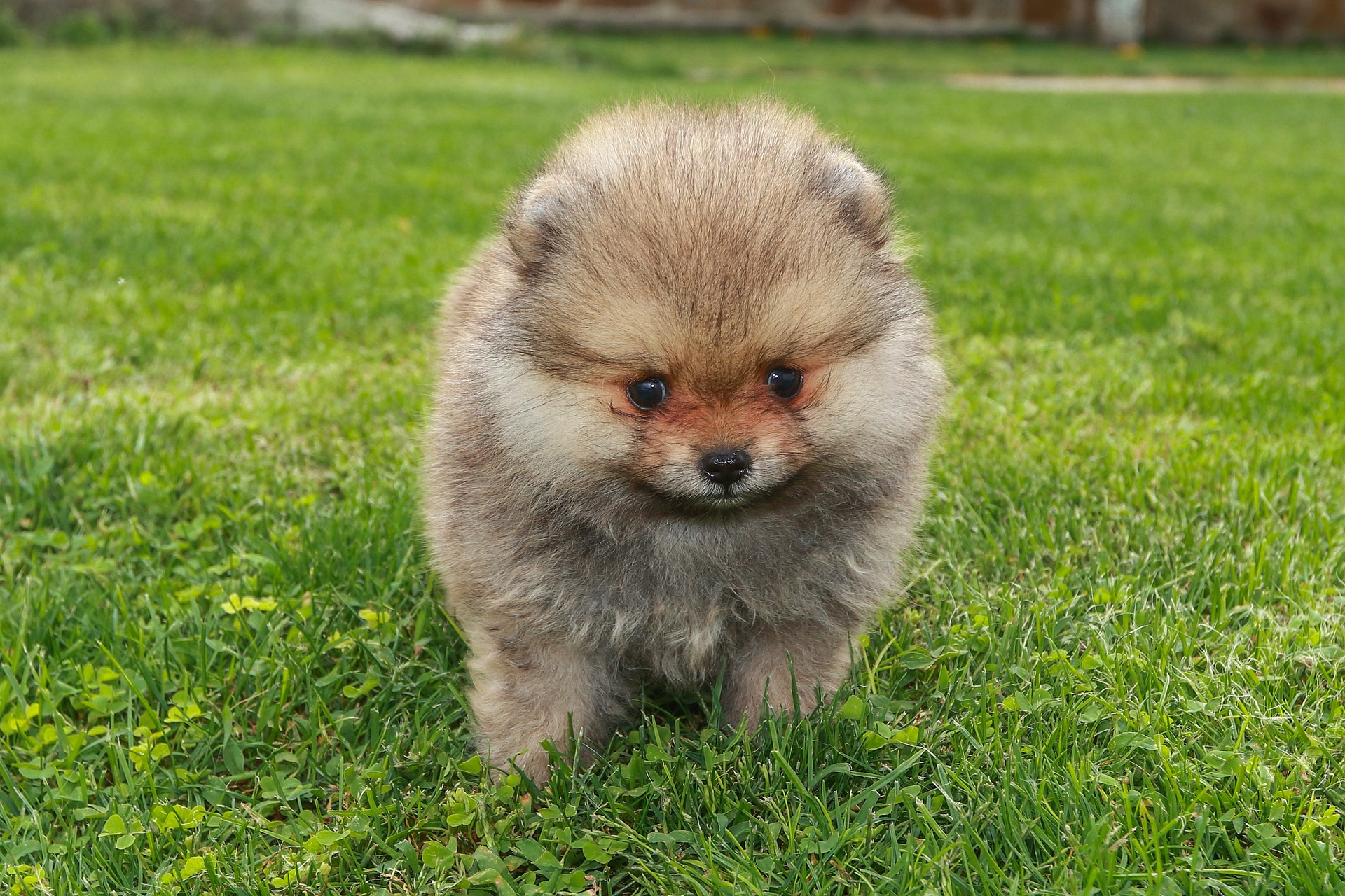 picture of a brindle Pomeranian