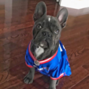 Puppy For Sale Premier Pups Puppy For Sale Premier Pups